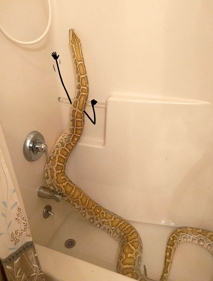 funny snake pics doodle shower