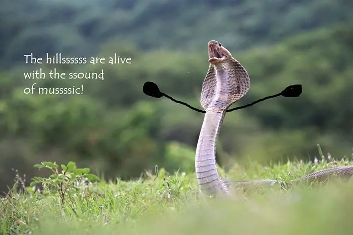 funny snakes pics doodle singing