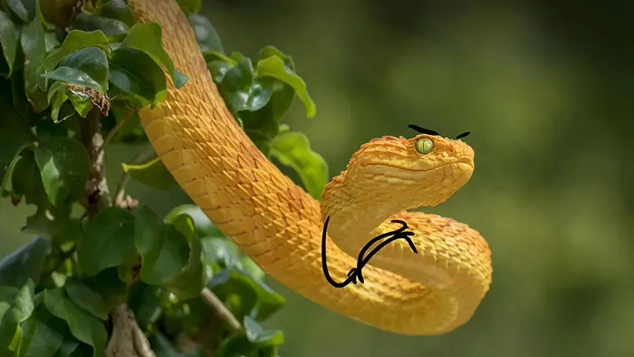 funny snake pics doodle snobbish