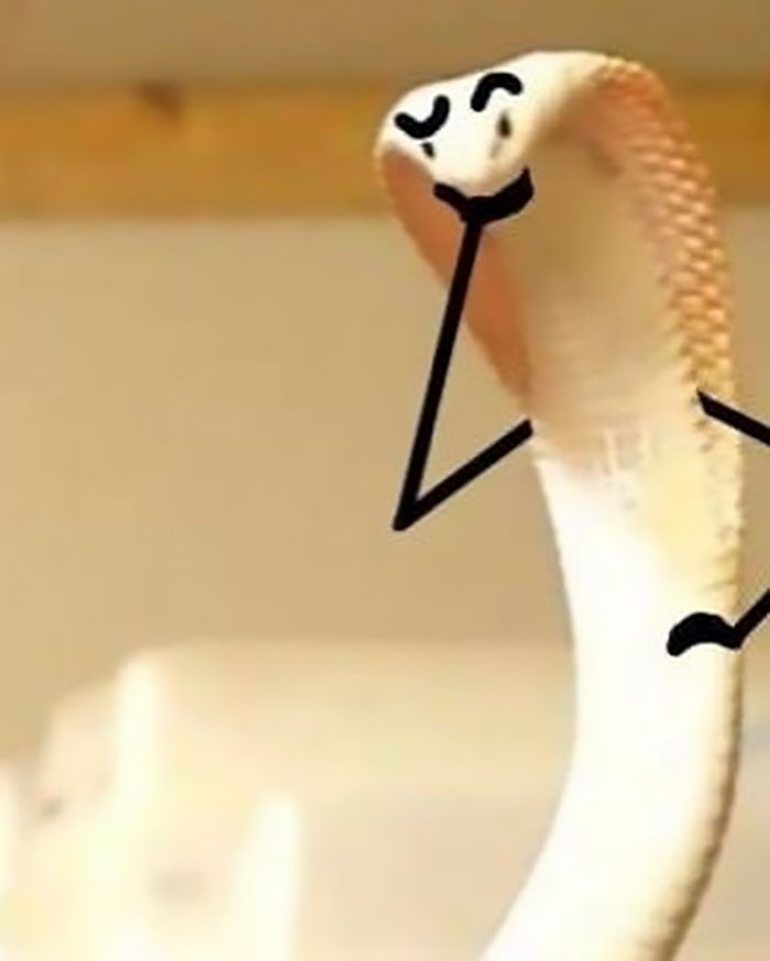 funny snake pics doodle thinking