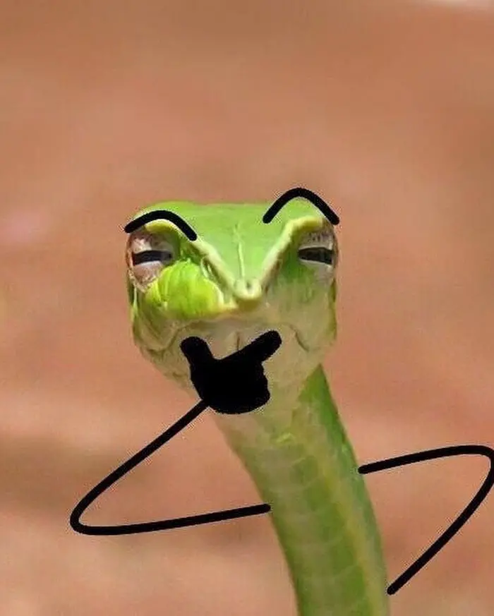 funny snakes pics doodle unsure