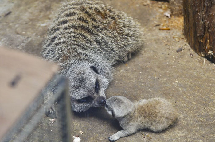 inokashira park zoo baby meerkat playing