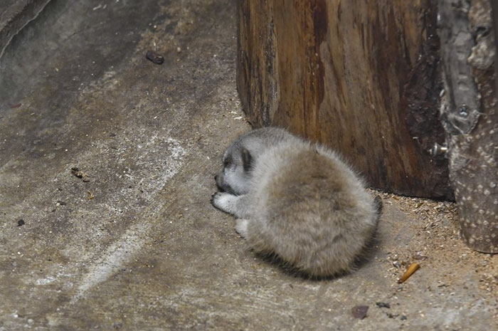 inokashira park zoo baby meerkat sleeping