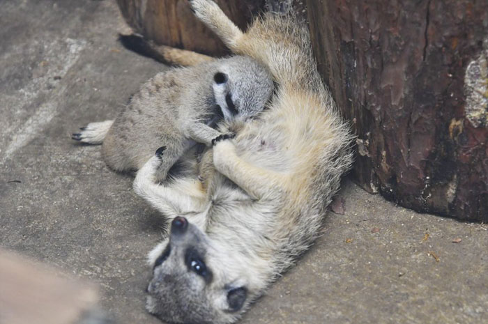 inokashira park zoo baby meerkat with family