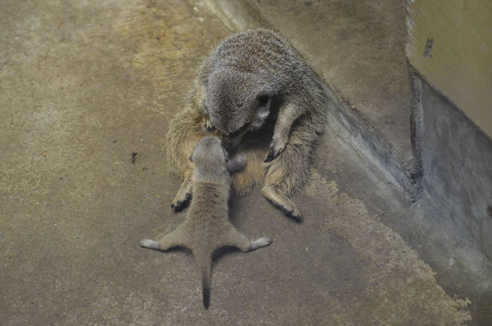 inokashira park zoo infant meerkat
