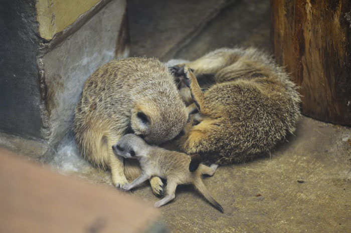 inokashira park zoo meerkat family
