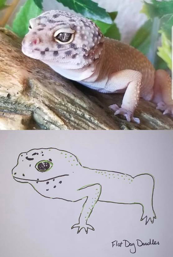 jay cartner flat dog doodles sedric gecko