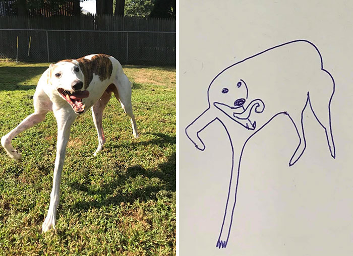 jay cartner flat dog doodles stanley