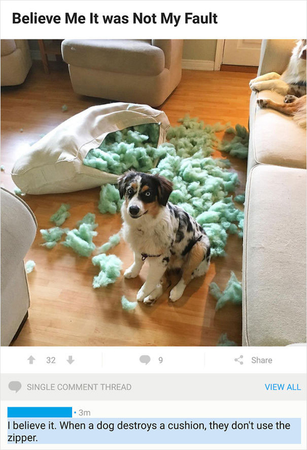 people being called out pet shaming exposed