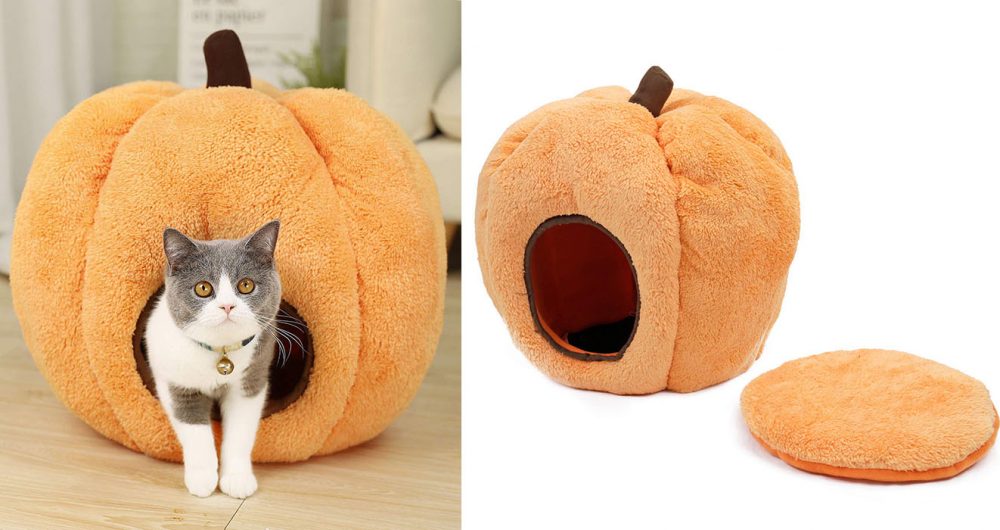 pumpkin cat bed