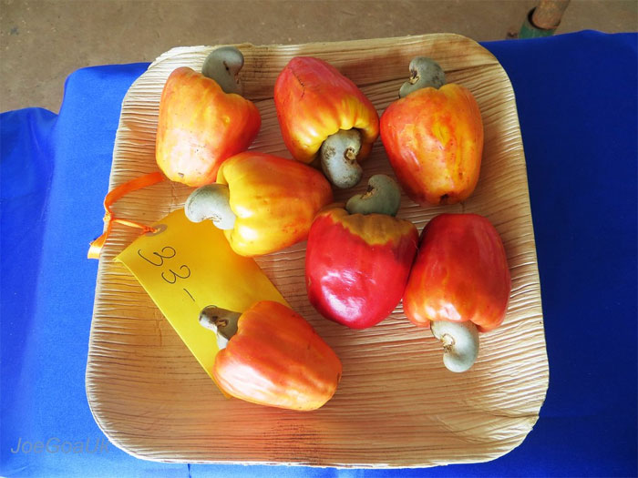 reddit interesting facts cashew fruits