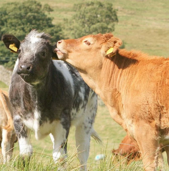 reddit interesting facts cows best friends