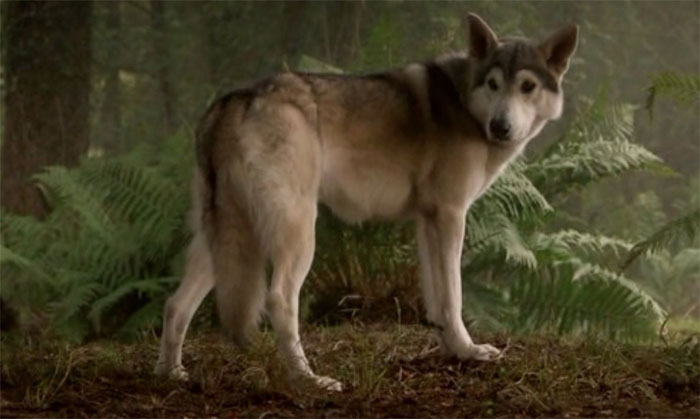 reddit interesting facts dog wolves wagging tails cgi