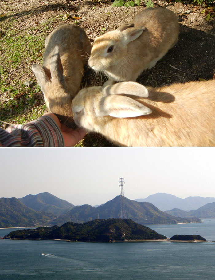 reddit interesting facts japan island fluffy bunnies