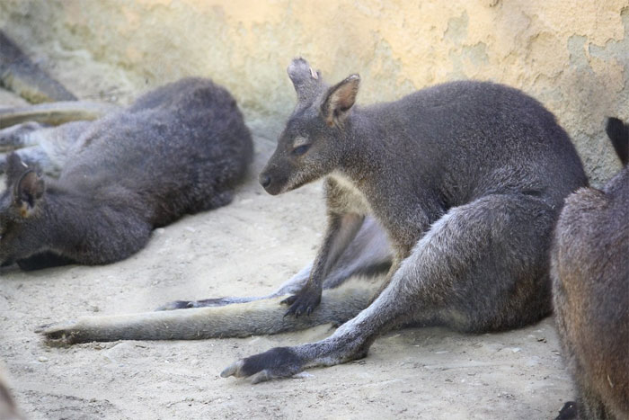 reddit interesting facts kangaroo cannot walk backwards