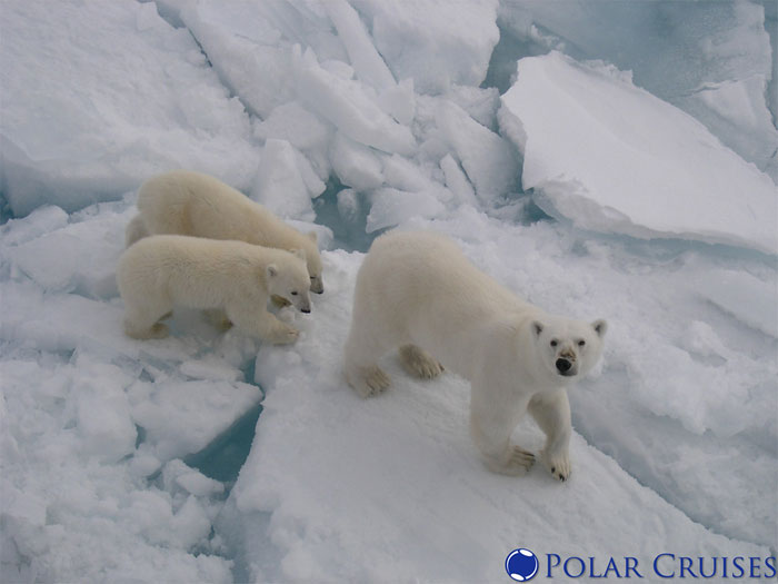 reddit interesting facts polar bears