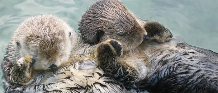 reddit interesting facts sea otters holding hands while sleeping