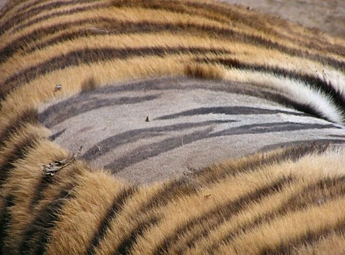 reddit interesting facts tigers striped skin