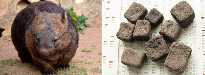 reddit interesting facts wombat poop cubes