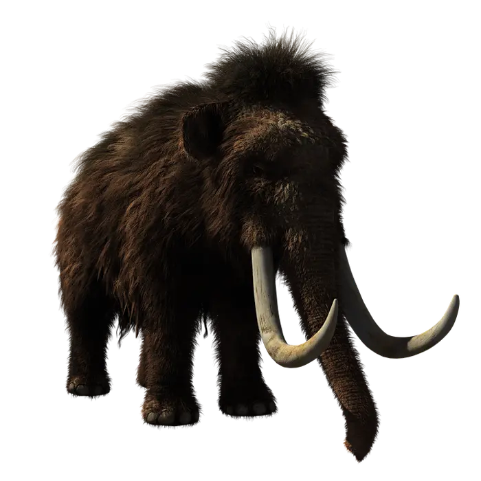 reddit interesting facts wooly mammoth