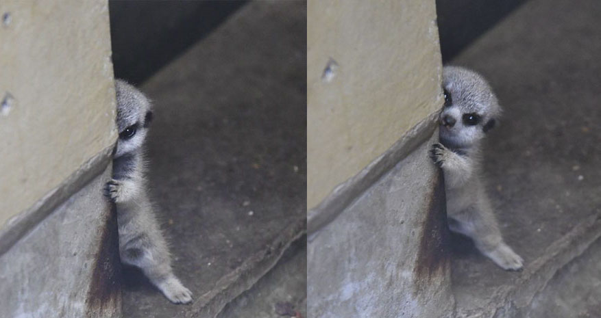 shy baby meerkat
