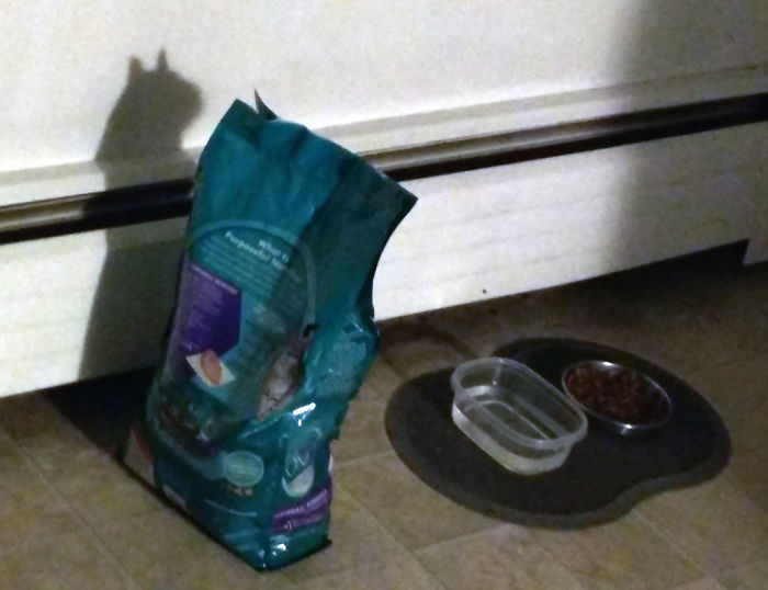 shadow optical illusions cat food