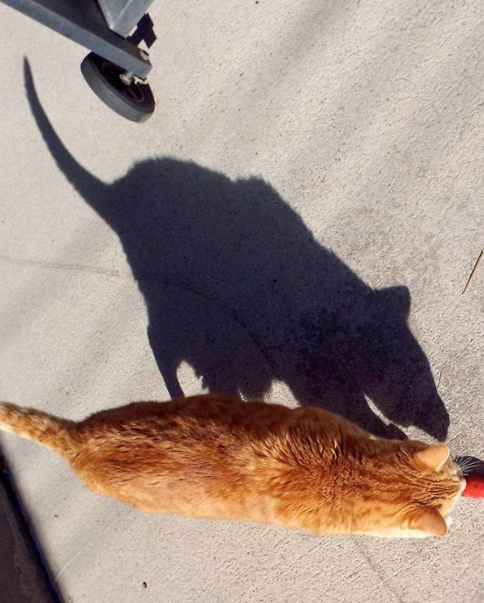 shadow optical illusions cat mouse