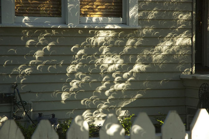 shadow optical illusions leaves solar eclipse