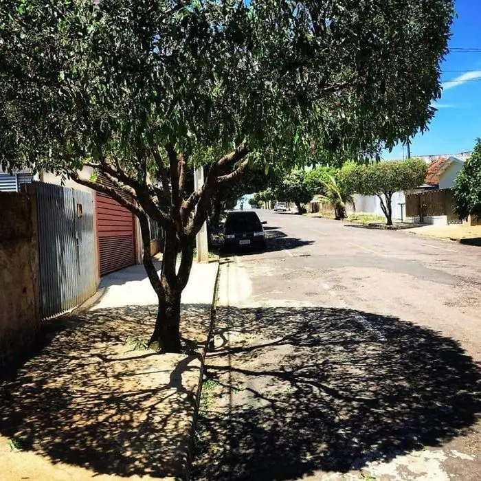 shadow optical illusions tree