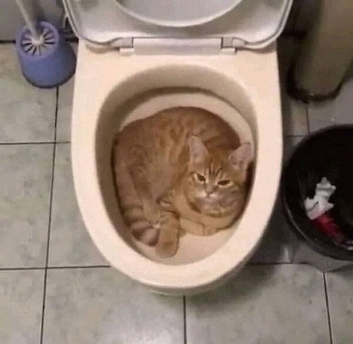 toilet is claimed by cat