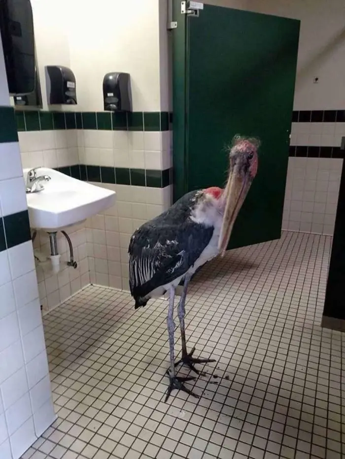 toilet with scary bird