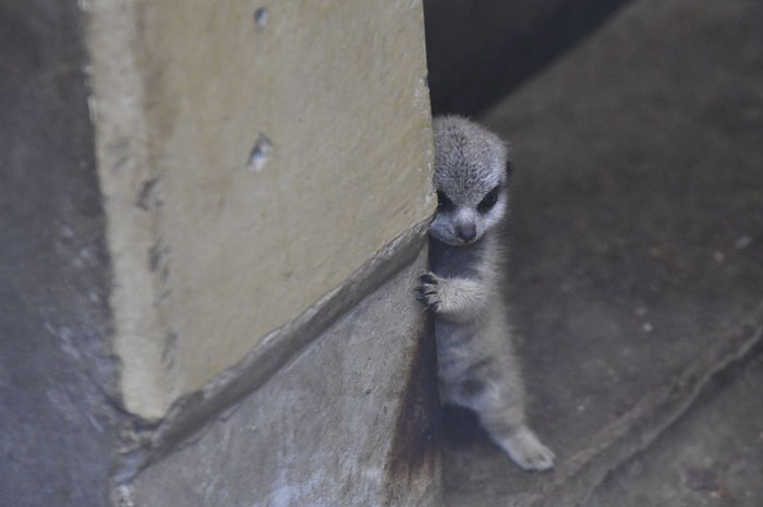 tokyo zoo shy baby meerkat