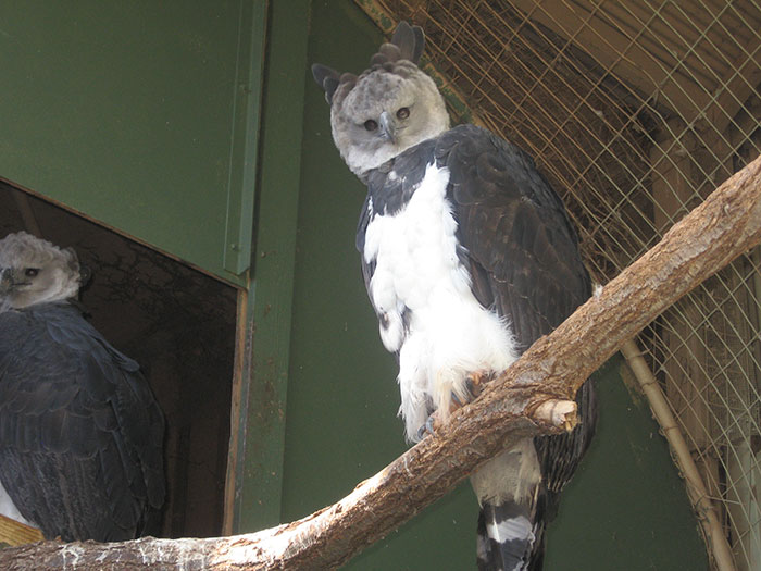 A pair of Harpy Eagles sit on a branch at an eclosure