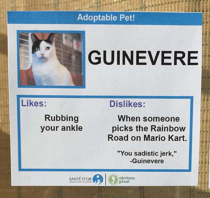 Adoptable Pet Card Showing Likes and Dislikes of a Cat Named Guinevere