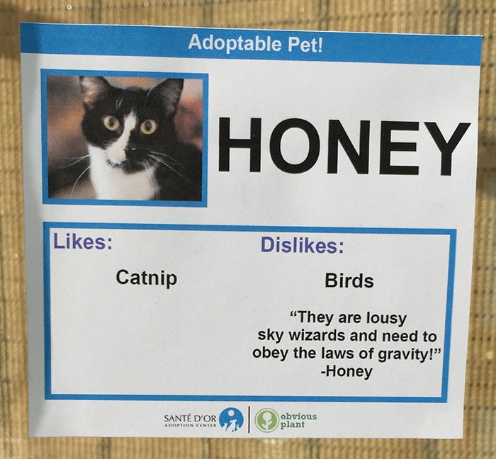 Adoptable Pet Card Showing Likes and Dislikes of a Cat Named Honey