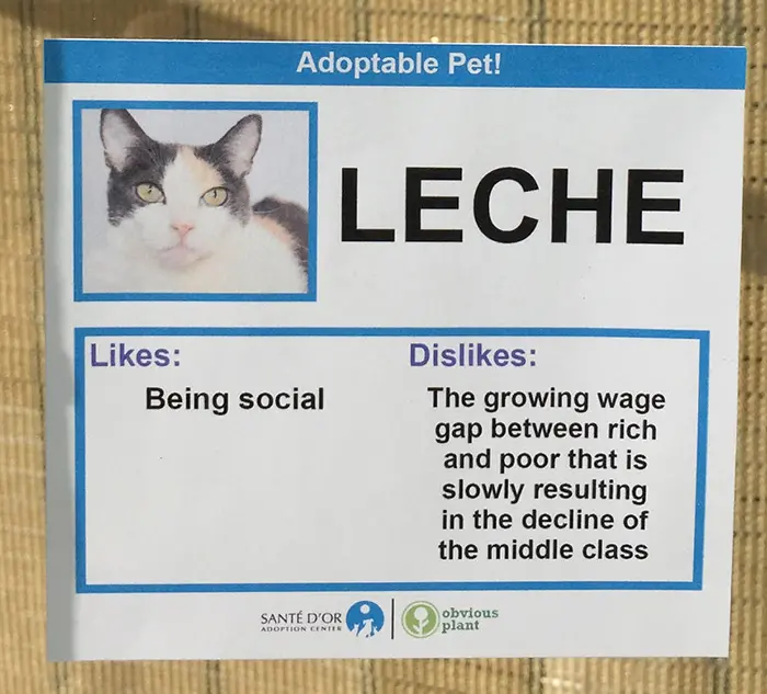 Adoptable Pet Card Showing Likes and Dislikes of a Cat Named Leche