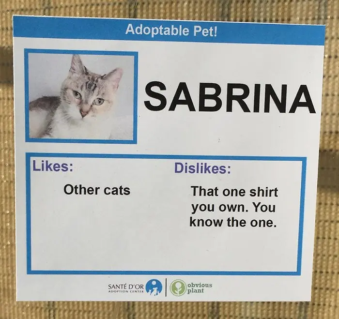 Adoptable Pet Card Showing Likes and Dislikes of a Cat Named Sabrina