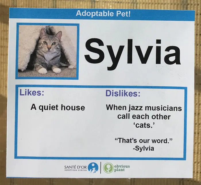 Adoptable Pet Card Showing Likes and Dislikes of a Cat Named Sylvia