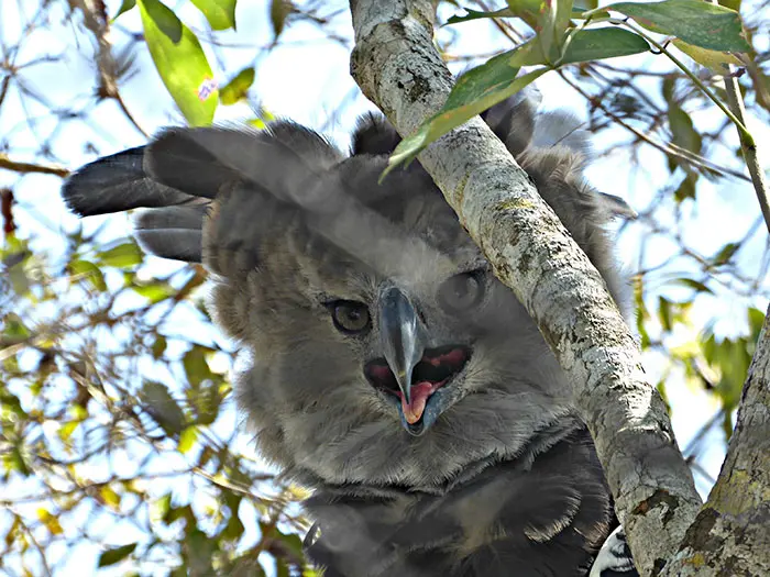 Angry Harpy Eagle