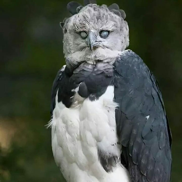 Closer Look at Harpy Eagle Eyes