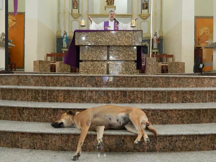 Father João Paulo Araujo Gomes Celebrating Mass While a Stray Dog Sleeps on the Church's Altar Steps