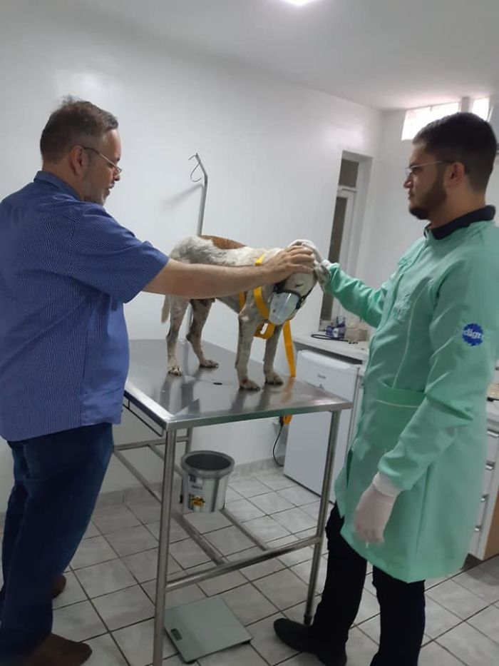 Father João Paulo Araujo Gomes Praying over a Sick Stray Dog at a Veterinary Clinic