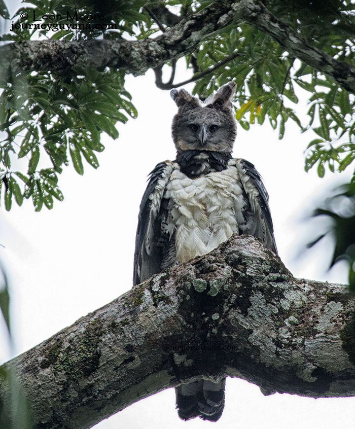 Harpy Eagle Sits on a branch