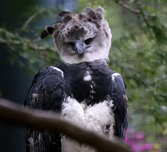 Harpy Eagle pensive expression