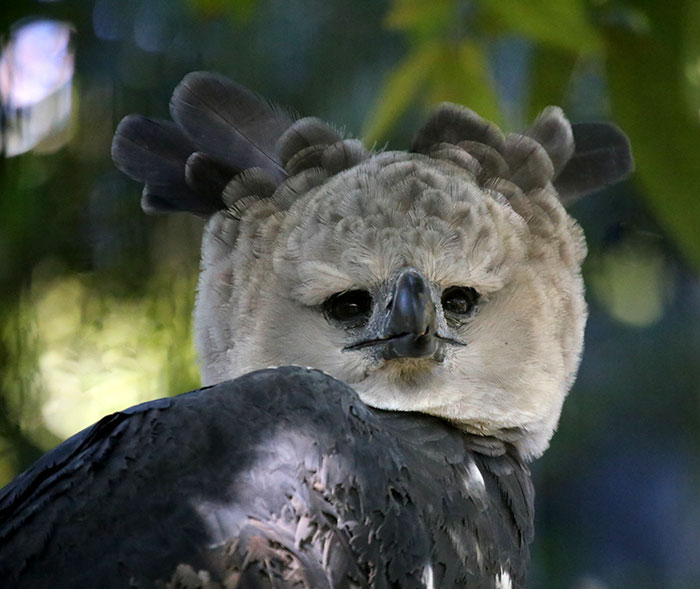 Harpy Eagle seems to frown