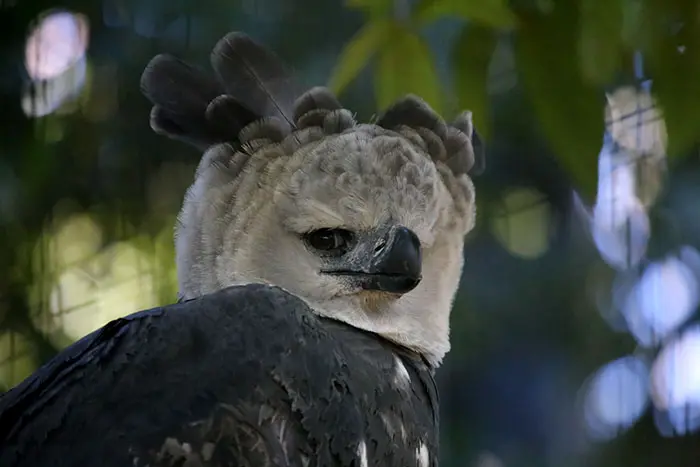 Harpy Eagle side glanceing