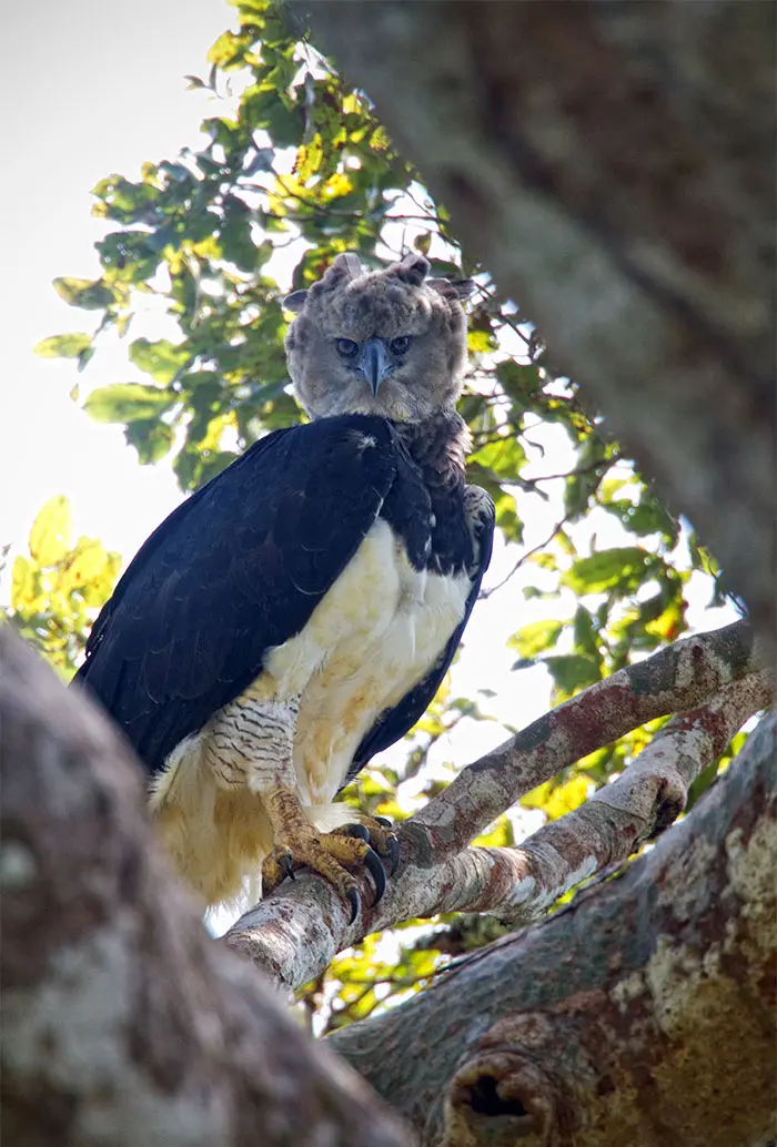 Harpy Eagle stares at photographer