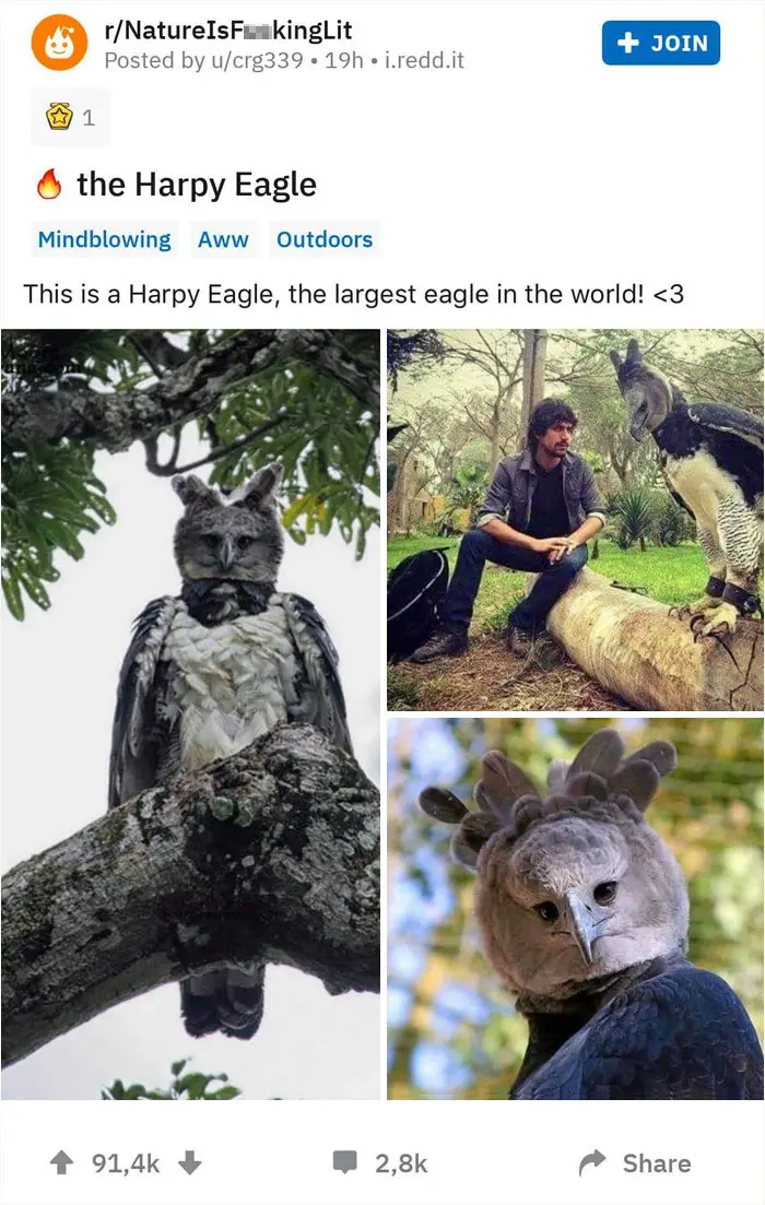 Harpy Eagle Reddit Post