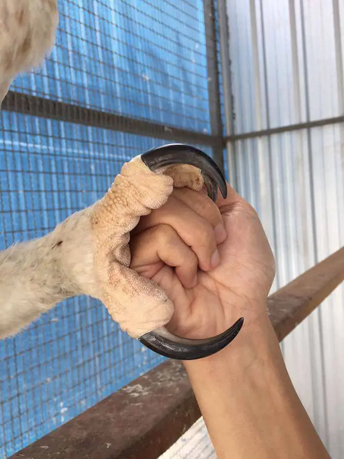 Harpy Eagle's huge claws and lethal talons