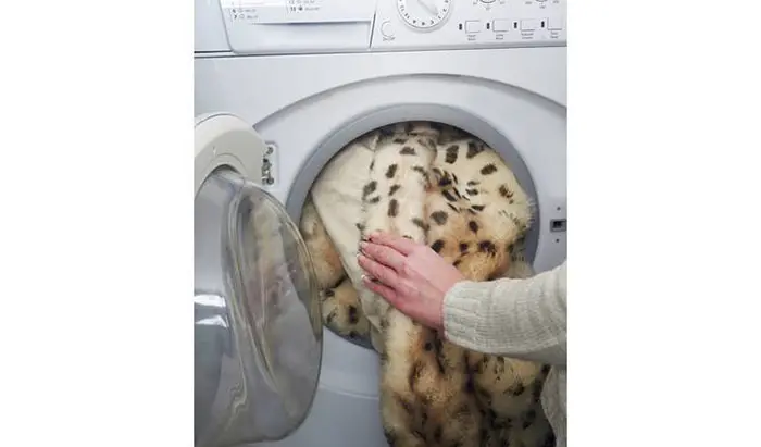 Lady Putting Dreamland Leopard Print Faux Fur Heated Throw Inside a Front-load Washing Machine